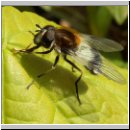 Leucozona lucorum - Weissbandschwebfliege m02.jpg